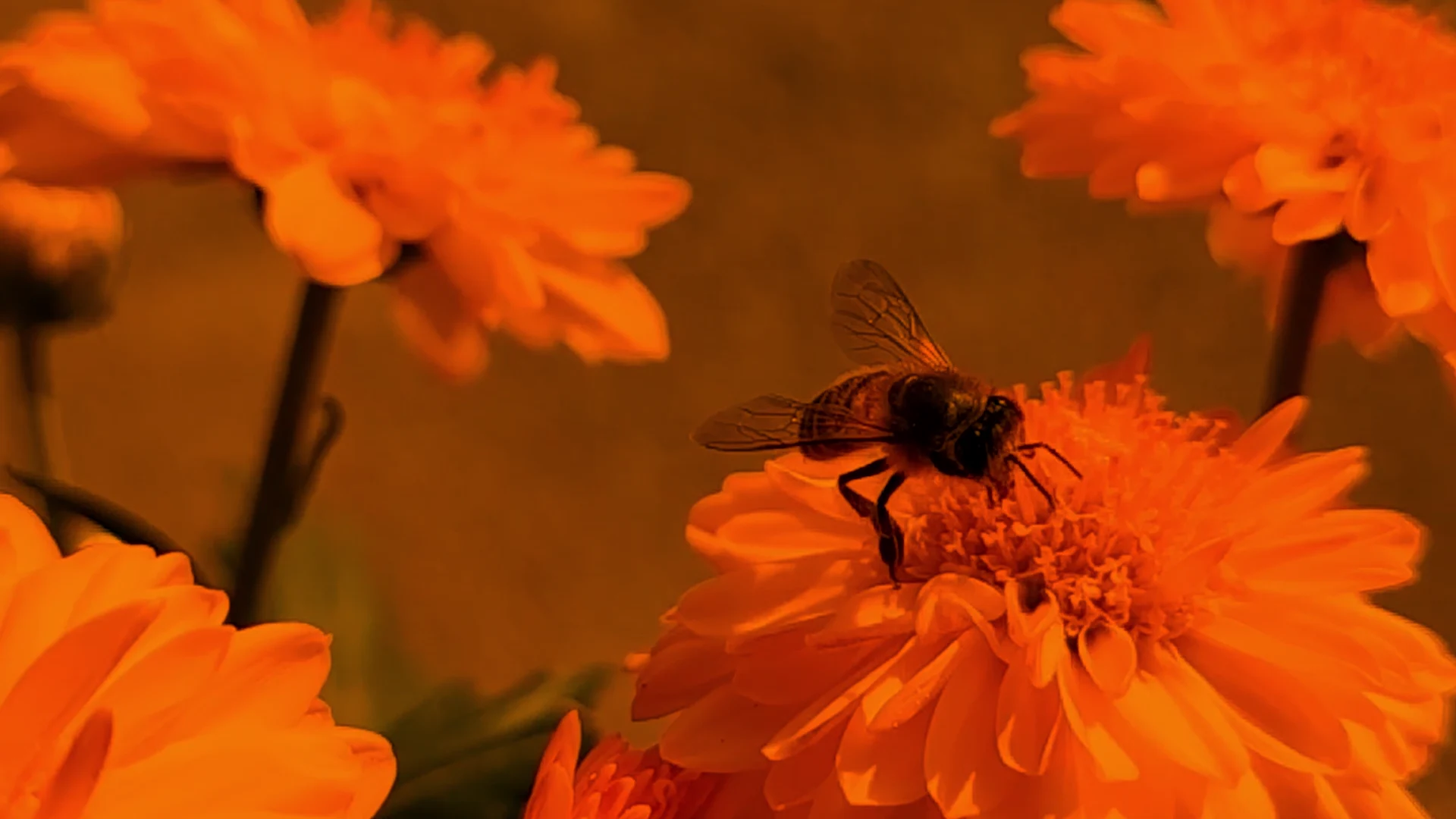 Una abeja sobre una flor naranja